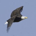  Hobbs State Park-Conservation eagle cruises take passengers to see bald eagles on Beaver Lake durin...