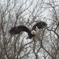  Bald eagles are common at Beaver Lake during fall and winter. Look for them in 
hardwood or pine t...