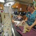 Mandi Goodall, right, and Chelsey Lemmon, clean a dog’s teeth Friday at Best Friends Animal Hospital...