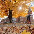 Meredith McWilliams walks past a maple tree in full autumn color Tuesday at the corner of Dickson St...