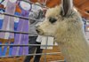 Debbie Hoerl of Bucyrus, Kan., hangs awards won by her alpacas Friday while setting up for the annual Alpaca Halter & Fleece Regional Show today at the Pauline Whitaker Animal Science Arena in Fayetteville. Vendors will be selling products made from alpaca fleece and the spinning guild from Washington and Benton counties will be also be demonstrating spinning fleece into yarn on spinning wheels. The event is free to the public.
