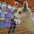 Debbie Hoerl of Bucyrus, Kan., hangs awards won by her alpacas Friday while setting up for the annua...