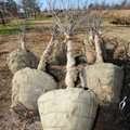 TREE PLANTING Red bud trees await planting this week at Fayetteville’s operations facility on Happy ...