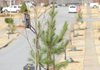 A sweet gum tree stands Friday beside a loblolly pine as a part of a row of newly planted trees along Cannondale Drive in Fayetteville. The city’s Parks and Recreation Division’s urban forestry program provided for the planting of about 350 trees in the city’s neighborhoods and downtown area through grant money.