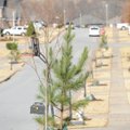 A sweet gum tree stands Friday beside a loblolly pine as a part of a row of newly planted trees alon...