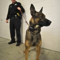 Hugo, a 2-year-old Belgian Malinois and the Benton County Sheriff Department’s newest canine, watche...
