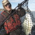 Bill Prophet of Rogers didn’t want this Beaver Lake white bass to be one that got away, so he netted...