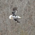 A bald eagle with leucistec feathers is spending the fall and winter at Beaver Lake again this year.