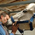Veterinarian Stan Baker gives Strider a quick kiss just before giving the 13-year-old horse an acupu...
