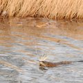  A muskrat carries a mouthful of dry grass to line its den along the shore of a pond in Bentonville’...