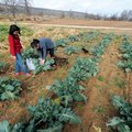 Nu Lee, left, helps her daughter Adora pick some fresh broccoli Wednesday, Nov. 24, 2010, at the Lee...