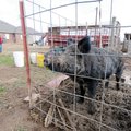 Nu Lee and her family grow vegetables and raise pigs, chickens, ducks and geese on their farm in Was...