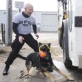 Morris Irvin, Springdale police officer, rewards police dog Xato on Dec. 21 after finding narcotics ...