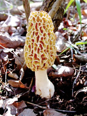 Mushroom hunters searched for morels in the Ozark-St. Francis National Forest in second-growth timber. One successful hunter’s technique was to get at a low level and look among the leaves. The best time to hunt for morels is early spring.