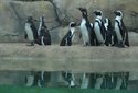 Penguins Zoo members preview party