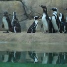 FOCUS penguins117