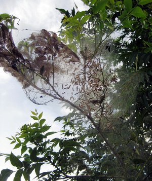 The fall webworm is a type of moth whose larvae eat lea