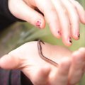 Students handle an earthworm while on a hike on March 31 at the Ozark Natural Science Center.