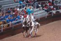 The Black Stallion Foundation