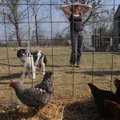 More than 20 breeds of heirloom laying chickens run free at Sycamore Valley Farms near Lincoln Wedne...