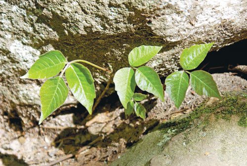 leaflets-three-let-it-be-that-old-adage-helps-in-identifying-poison-ivy-plants