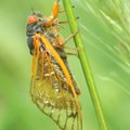 A cicada hangs from a grass flower Wednesday in Fayetteville. Cicadas can be heard as a loud humming...