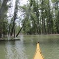 Kayaking on the upstream end of Beaver Lake’s War Eagle arm this spring is a swamp-paddling adventur...