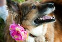 12th Annual Paws on the Pavement 5K Run & 1 Mile Fun Run