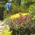 Neill Sloan, an employee of Fayetteville’s Parks and Recreation Department, works at Wilson Park on ...
