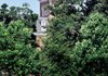 University of Arkansas officials want a temporary road across the Old Main lawn, shown here, to give construction vehicles access to projects at Ozark and Vol Walker halls.