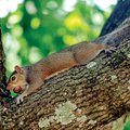 A squirrel snacks on a nut in the crook of a tree outside Mullins Library at the University of Arkan...