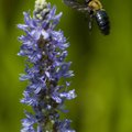 A carpenter bee approaches a pickerelweed flower Tuesday at the Botanical Garden of the Ozarks in Fa...