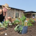 Terri Lane, project leader for Fayetteville’s Community Wildlife Habitat Project, plants black-eyed ...