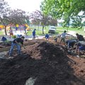 DOWN AND DIRTY The Springdale Parks Department and volunteers build a plant bed Thursday to do an Ur...