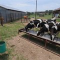 Conner Hill, 12, feeds calves Tuesday at his family’s farm west of Fayetteville.