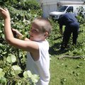 Korey Scott, 8, throws a limb into the back of a truck Wednesday while helping his grandfather, Ron ...
