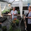 Gloria McIntosh, left, manager of the Wilson Park greenhouse, shows her efforts Thursday to Katy Mos...