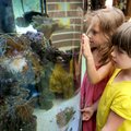 Kiera Brown, 4, left, and Ginny Egger, 4, peer into the aquarium in the Children’s Library at Benton...