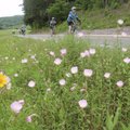 Wildflowers add to the scenery of the ride along Arkansas 215, which runs beside the Mulberry River.