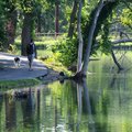  Howard King and his dog Fitz walk along the trail that borders Lake Springdale on Thursday in Sprin...