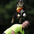  Lee Fairchild of Goldsby, Oklahoma, and his Austrailian shepherd Dora compete in the Pro Freestyle ...
