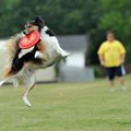 Matt Srum from Bentonville watches as his dog Draykun makes a leaping catch Sunday to score some poi...