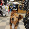 Brandy keeps an eye on the shop at Highroller Cyclery in Fayetteville on Friday.