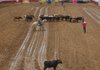 Crews move a herd of cattle Tuesday across the Parsons Stadium rodeo grounds in Springdale for the annual Rodeo of the Ozarks. The rodeo, which starts today, is diversifying its entertainment this year to help reverse sagging ticket sales.