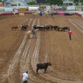 Crews move a herd of cattle Tuesday across the Parsons Stadium rodeo grounds in Springdale for the a...