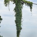 In this June 28, 2011 photo, a patch of kudzu grows on a utility pole, in Kinston, N.C. People in th...