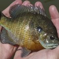 Jumbo sized bluegill can be caught with a fly rod and small jigs all summer at Lake Fayetteville and...