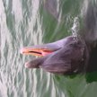 SUN10cdolphin38pxffBW