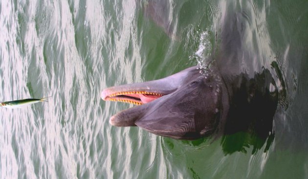 SUN10cdolphin38pxffBW