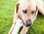 If they choose to purchase bagged foods, many dog owners are now opting to buy more natural foods that don’t contain grain or gluten. Some dog owners have become enamored with raw chews, such as elk antlers, as well as treats made from gluten-free ingredients. 